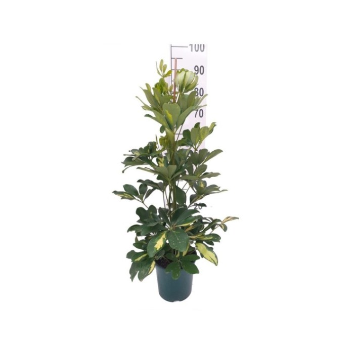 SCHEFFLERA  M17- 90cm.