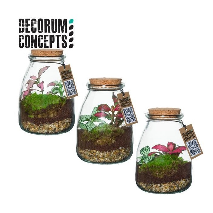 TERRARI PL MINI DECORUM D 9 IO