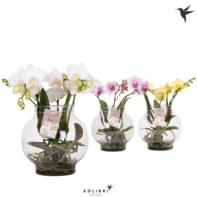 PHALAENOPSIS  M16 KOLIBRI 3 VARES H50 VIDRE trans
