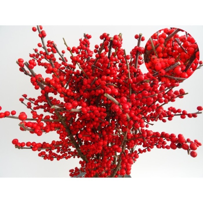 FLOR, ILEX VERTICILLATA 100cm. x5 tiges.
