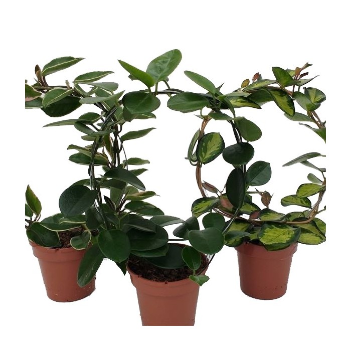 HOYA CARNOSA, ARCO  M12