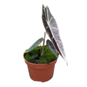 ALOCASIA  M11 Longiloba Purple