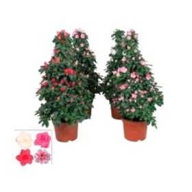 AZALEA PIRAMIDE M17- 65cm.