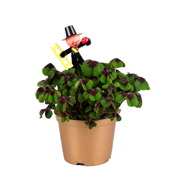 OXALIS  M12 IRON CROSS