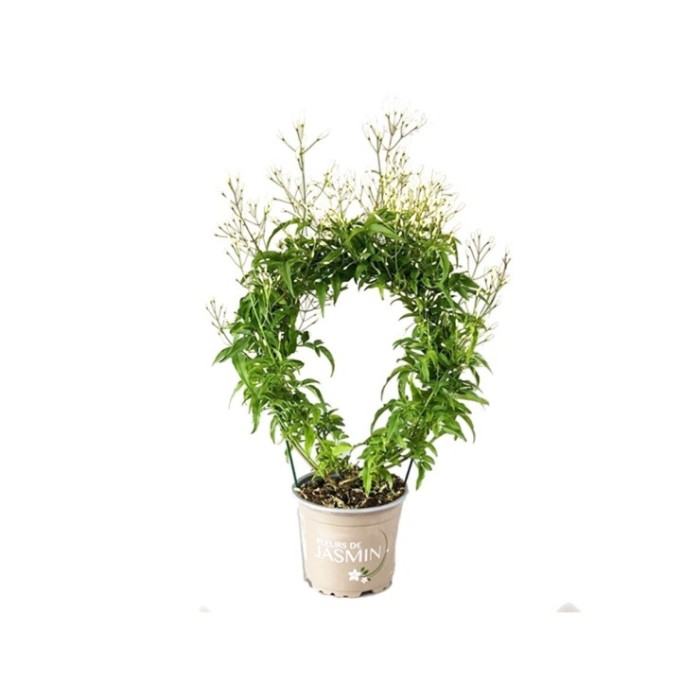 JASMINUM POLYANTHUM M12 ARC