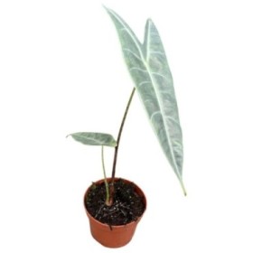 ALOCASIA  M11 Longiloba Silver
