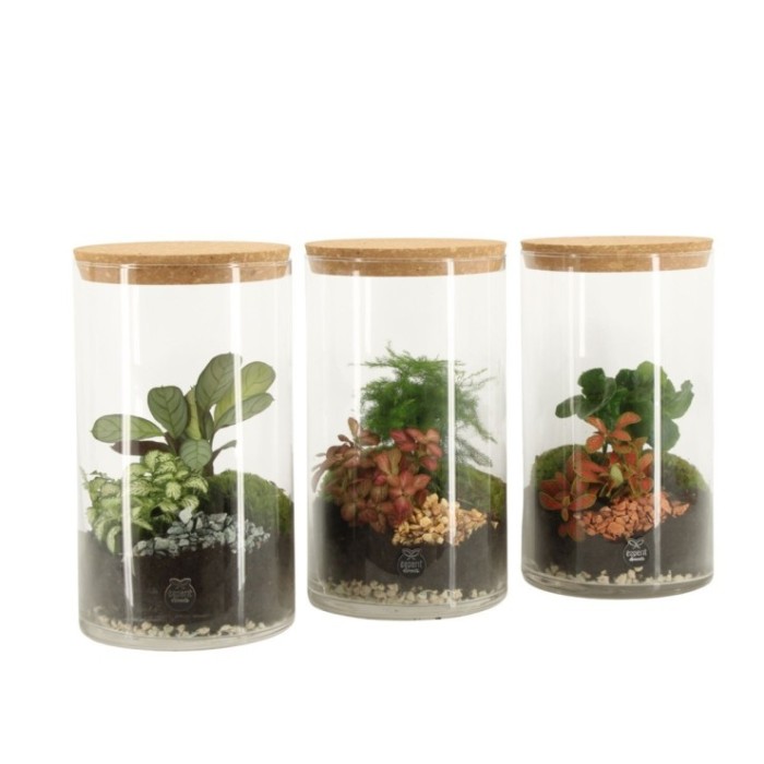 TERRARI PLANTA MINI D14 H27
