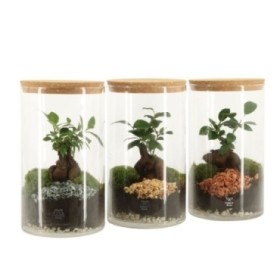 TERRARI FICUS GINSENG D14