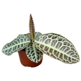 LABISIA TURTLE BACK M11 H15