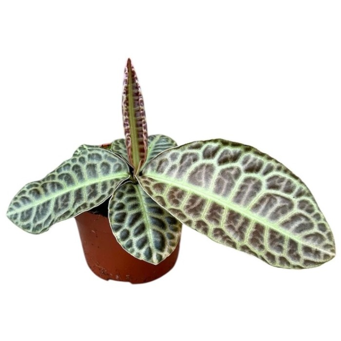 LABISIA TURTLE BACK M11 H15