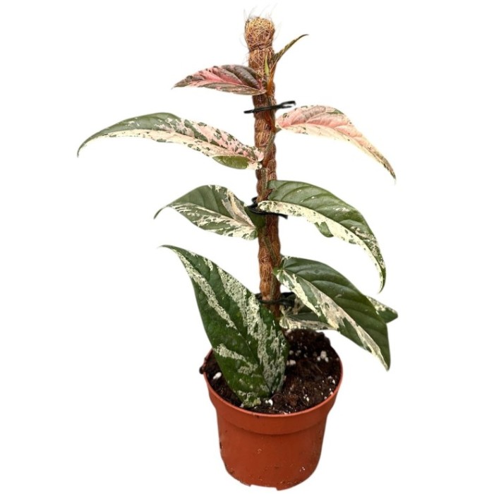 FICUS SAGITATA M 9 Variegata Pink