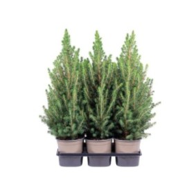 PICEA GLAUCA CONICA  M15- 60cm.