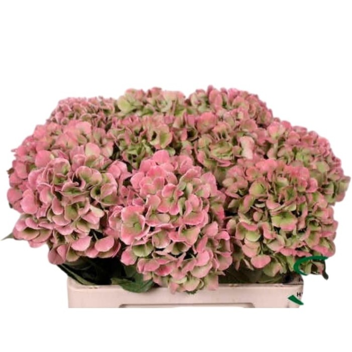 FLOR, HYDRANGEA MONIKA CLASSIC 60cm. 5 tiges