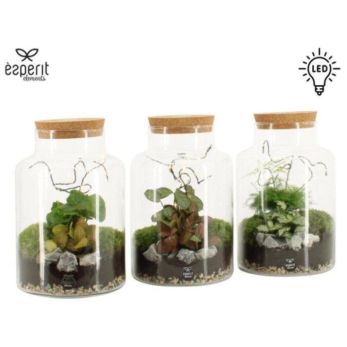 TERRARI PLANTA MINI D17 H25 amb llum