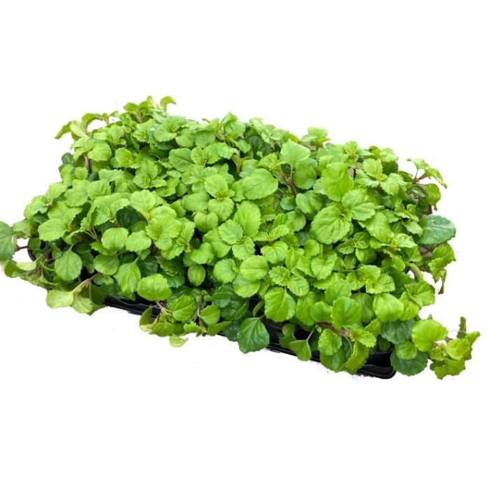 PLECTRANTHUS AUSTRALIS M11 - PLANTA DEL DINER