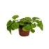 PLECTRANTHUS AUSTRALIS M11 - PLANTA DEL DINERO