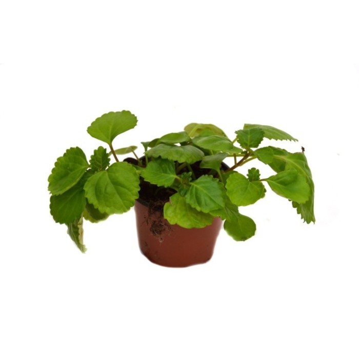 PLECTRANTHUS AUSTRALIS M11 - PLANTA DEL DINERO