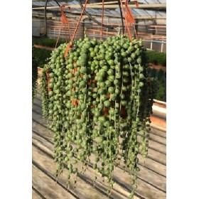 SENECIO ROWLEYANUS PENJAR 2L