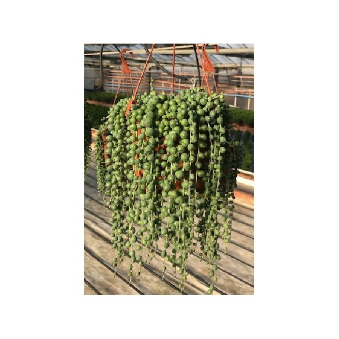 SENECIO ROWLEYANUS PENJAR 2L