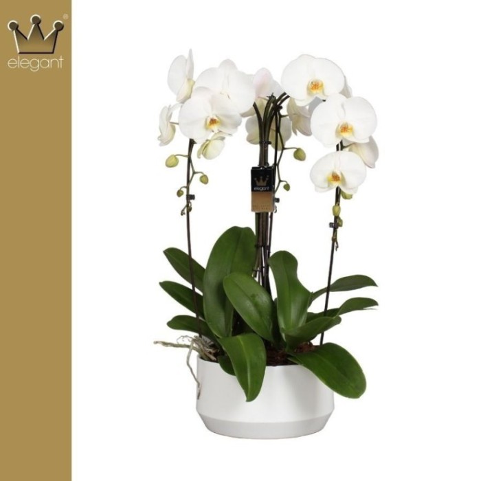 PHALAENOPSIS 3 VARAS CROWN T27 BLANCO