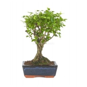 BONSAI  3 ANYS LIGUSTRUM SINENSIS