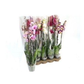 PHALAENOPSIS  M12 3 VARAS 65cm. MIX