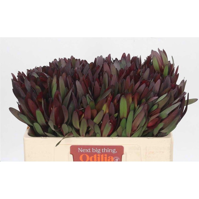 FLOR, LEUCADENDRON SAFARI x10 tiges.