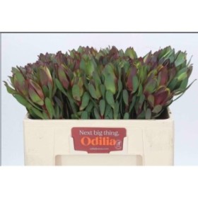 FLOR, LEUCADENDRON SENORITA 50CM