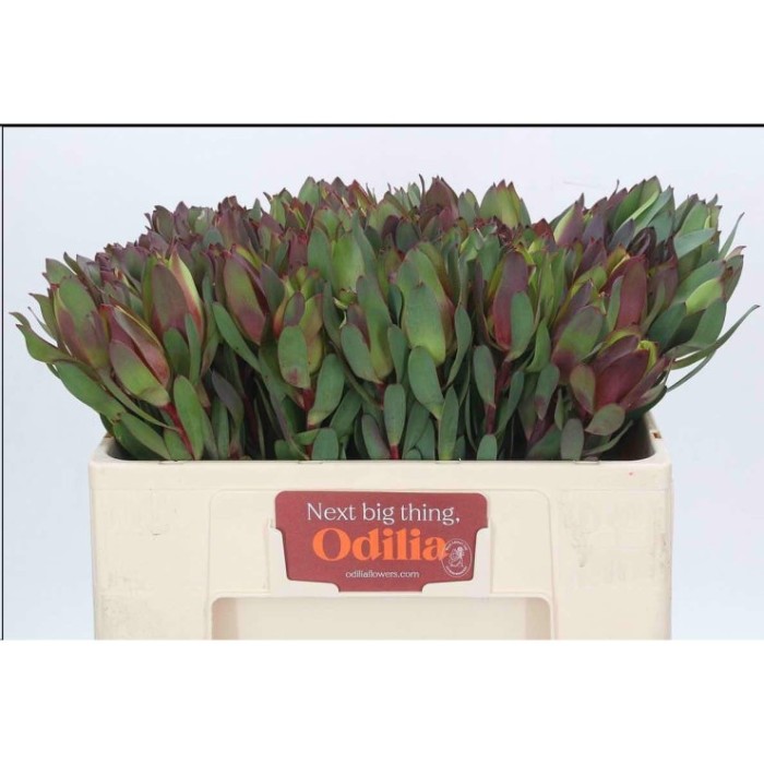 FLOR, LEUCADENDRON SENORITA 50CM