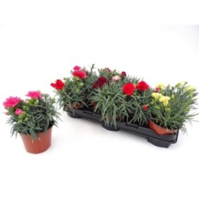 DIANTHUS CARNELIA M13