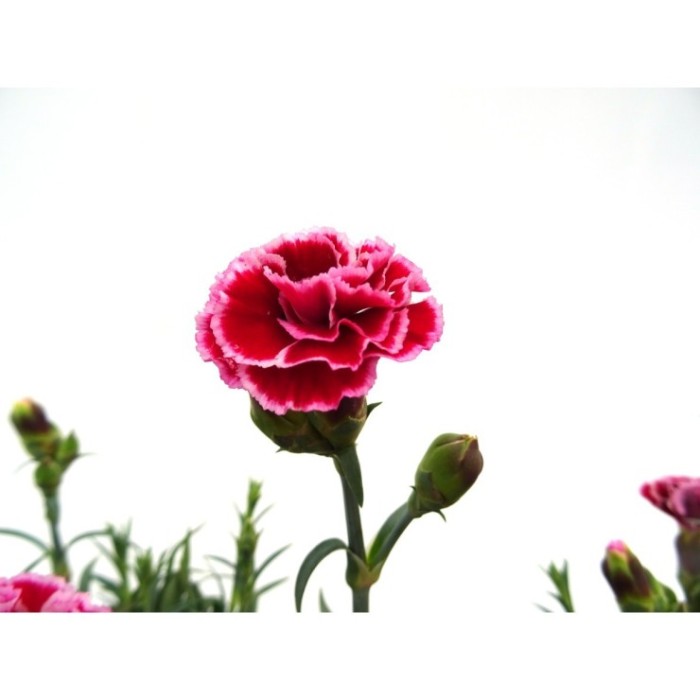 DIANTHUS MONDRIAN M13