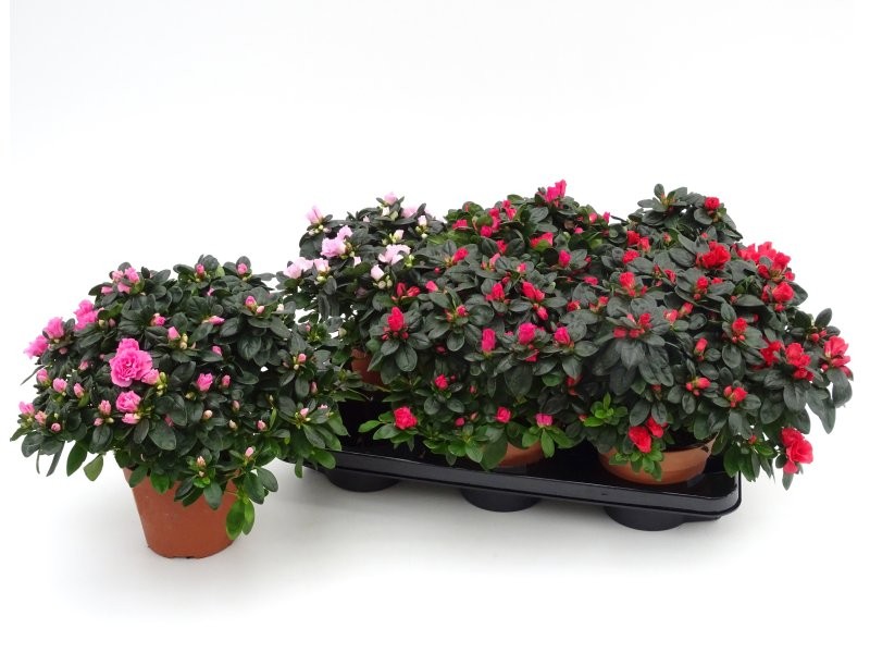 AZALEA  M13 MIX D25