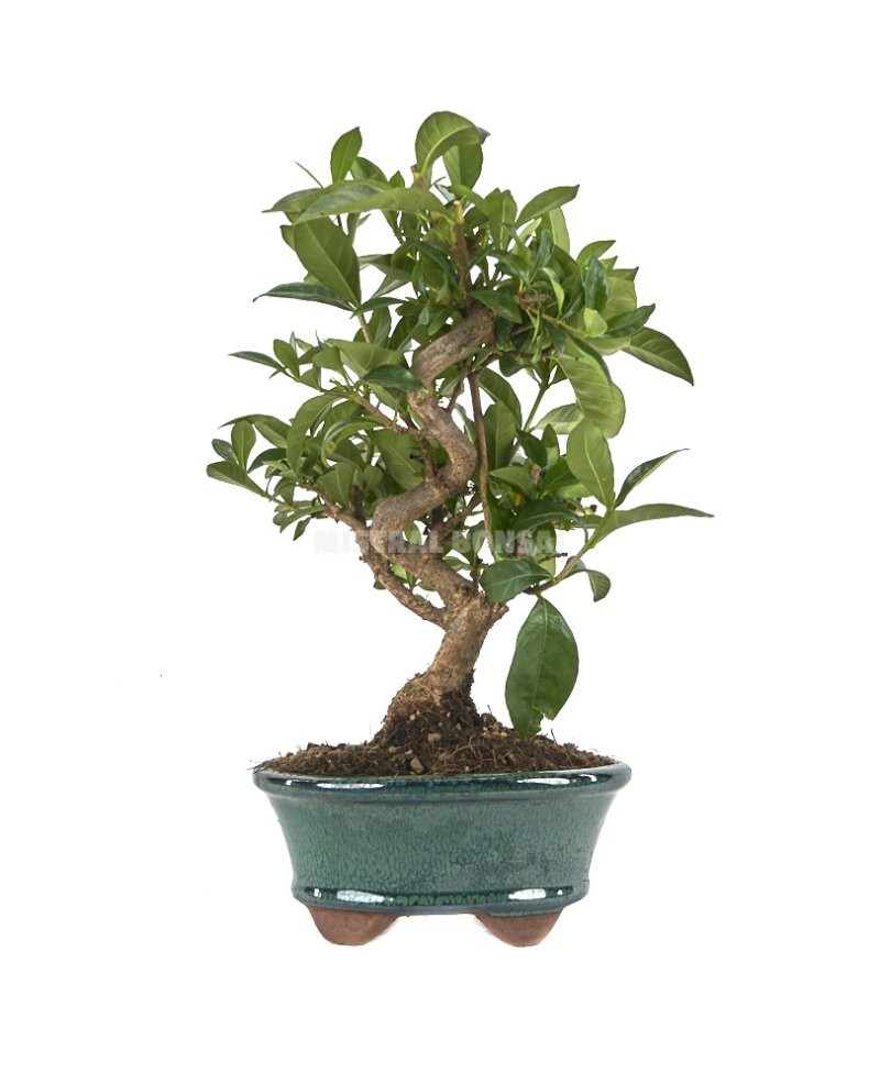 BONSAI  8 AÑOS GARDENIA JASMINOIDES