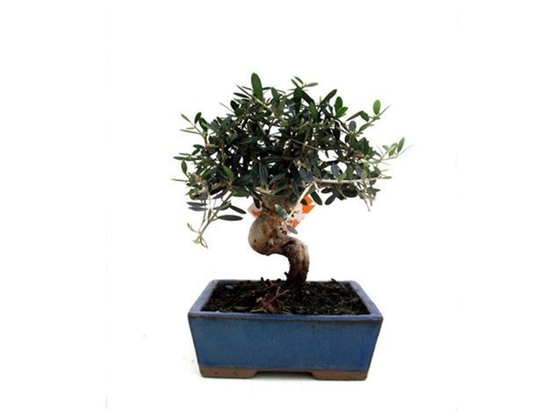 BONSÁI  7 ANYS OLEA EUROPAEA SYLVESTRIS