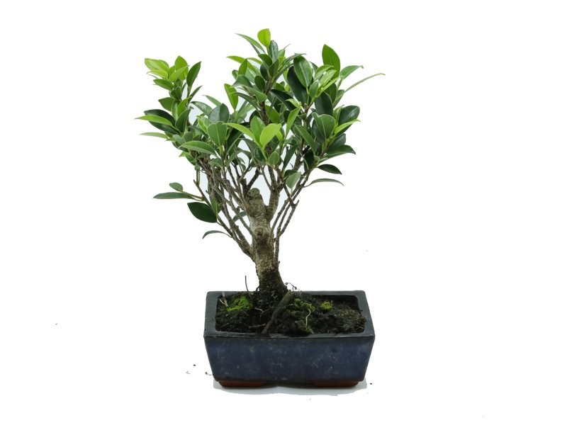 BONSÁI  3 ANYS FICUS RETUSA
