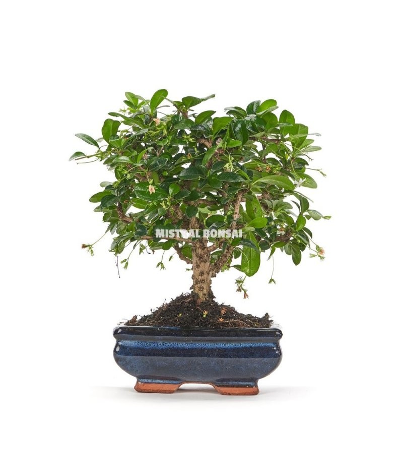 BONSÁI  3 ANYS CARMONA MICROPHYLLA