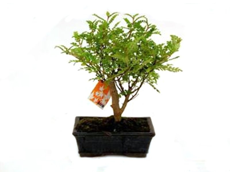 BONSÁI  5 ANYS ZANTHOXYLUM PIPERITUM