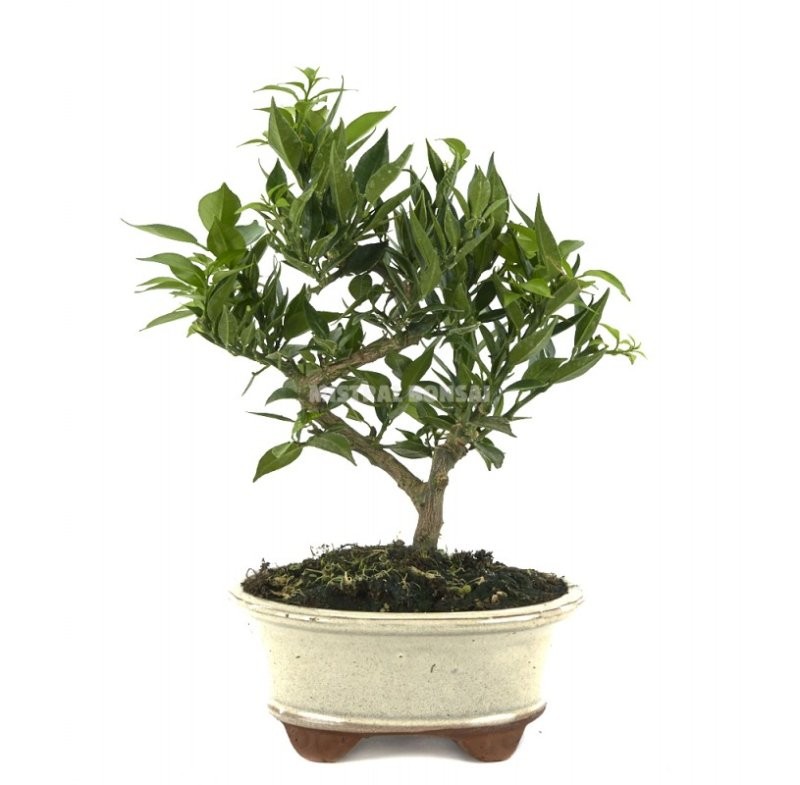 BONSÁI  7 ANYS CITRUS MYRTIFOLIA ZP-b2