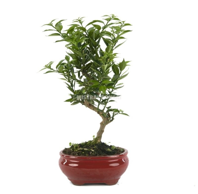 BONSÁI  8 ANYS CITRUS MYRTIFOLIA ZP-b2