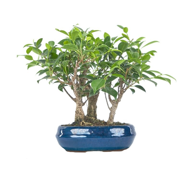 BONSÁI  9 ANYS FICUS RETUSA Bosc