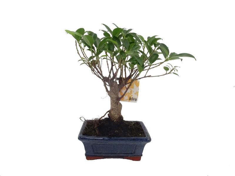 BONSÁI  5 ANYS FICUS RETUSA