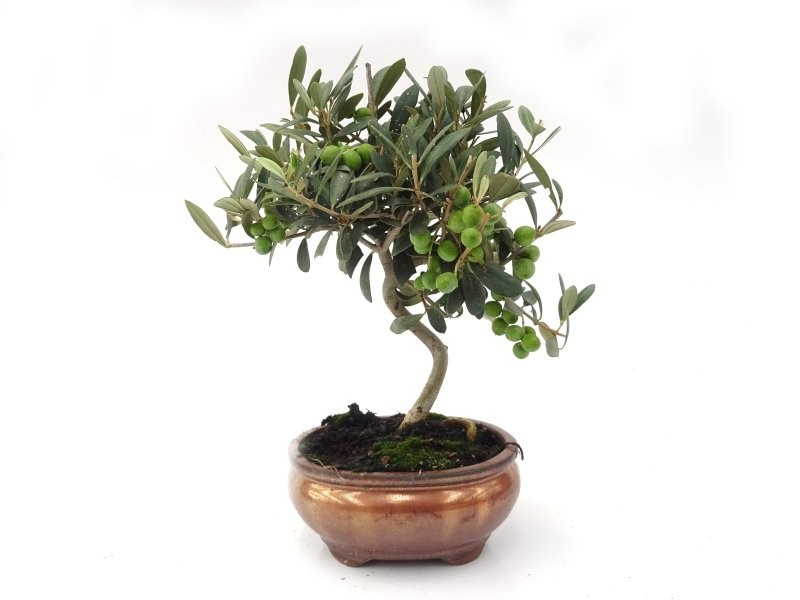 BONSÁI  7 ANYS OLEA EUROPAEA TRONC CORVAT