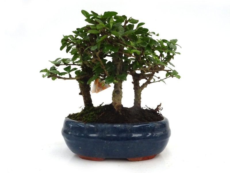 BONSÁI  9 ANYS CARMONA MICROPHYLLA Bosque