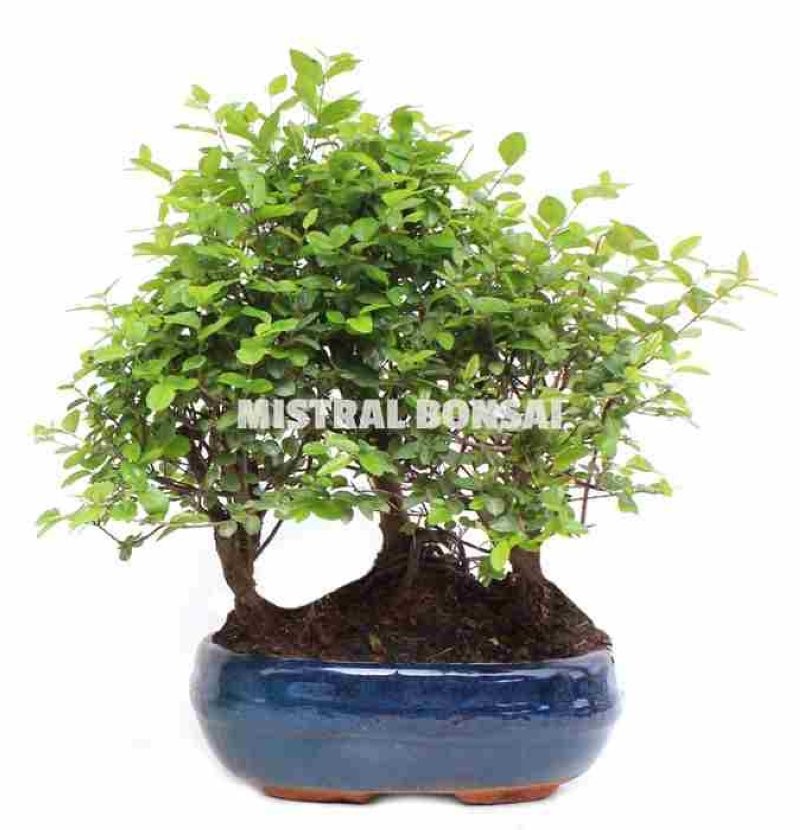BONSÁI  6 ANYS SAGERETIA Bosque