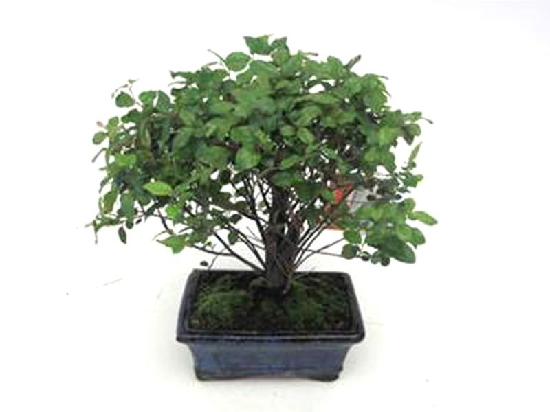 BONSÁI  5 ANYS SAGERETIA THEEZANS