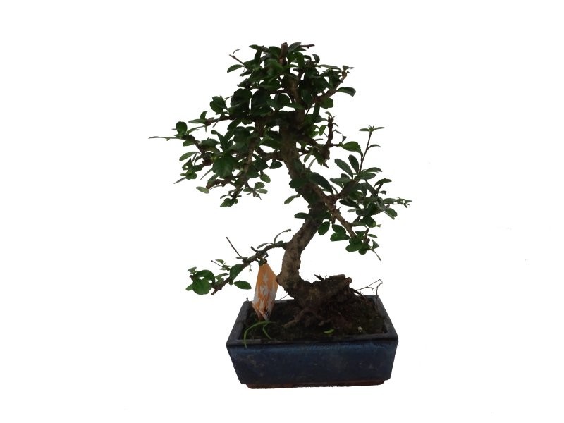 BONSÁI  8 ANYS CARMONA MICROPHYLLA