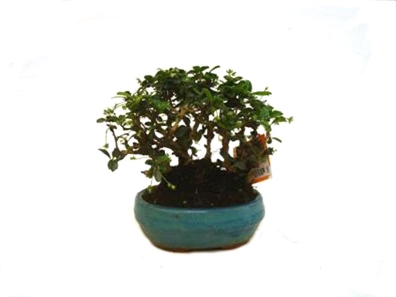 BONSÁI  6 ANYS CARMONA MICROPHYLLA Bosque