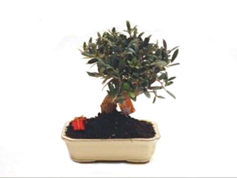 BONSÁI  8 ANYS OLEA EROPAEA