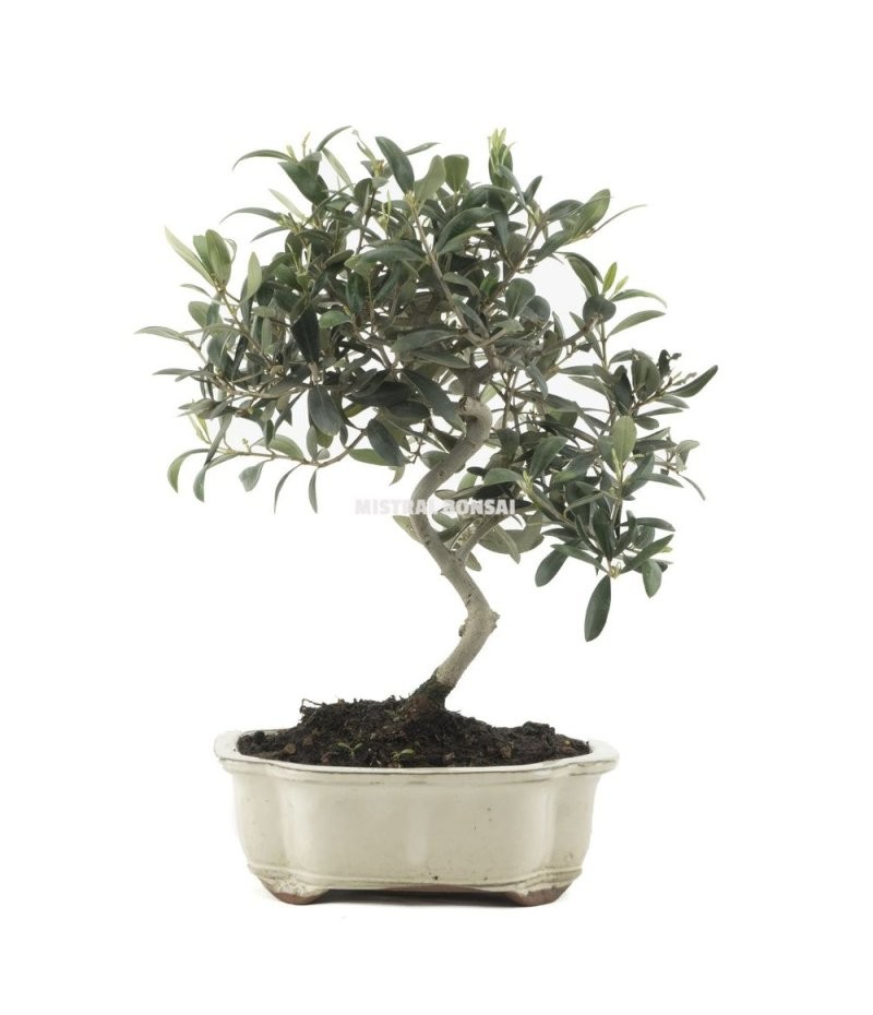BONSÁI 10 ANYS OLEA EUROPAEA