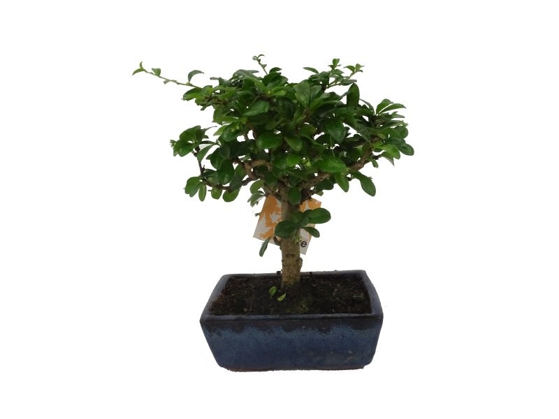 BONSÁI  5 ANYS CARMONA MICROPHYLLA